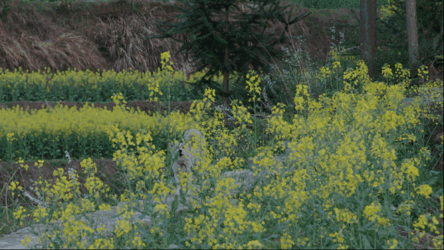 1.gif